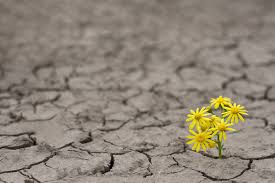 This is the biological basis for human resilience